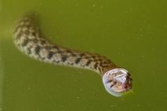 Por que animais 'sem carisma' correm mais risco de extinção